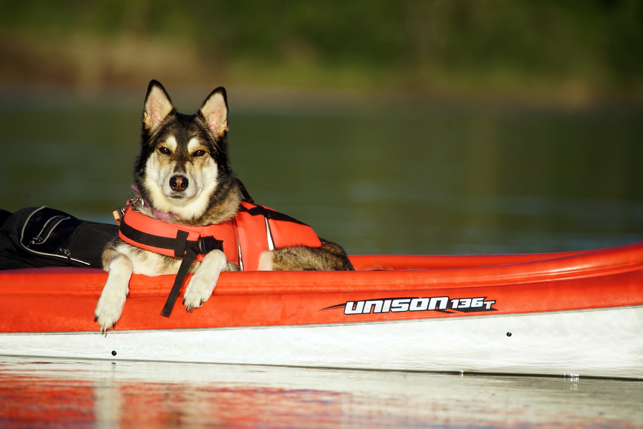 kayak with a dog